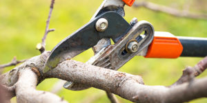 boom snoeien vormingssnoei